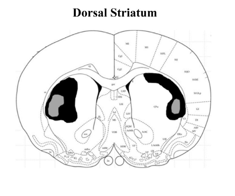 Diagram illustrating striatal lesion study design
