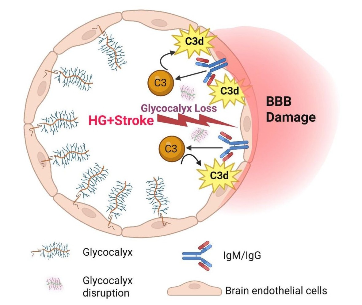 Schematic model of a brain blood-vessel cross-section showing how hyperglycemia plus stroke drives luminal glycocalyx loss, complement C3-to-C3d activation, and IgM/IgG deposition on brain endothelial cells, leading to blood-brain barrier damage